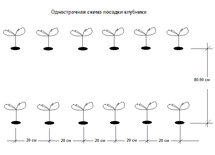 Программа питания клубники Yara. Внесение удобрения для клубники